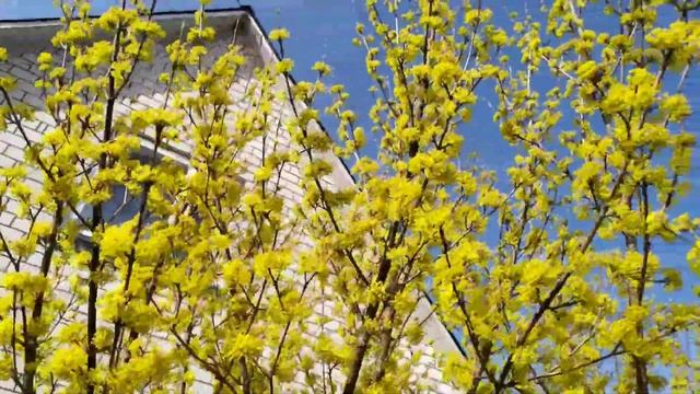 Як цвіте кизил. Jak kwitnie dereń смотреть онлайн