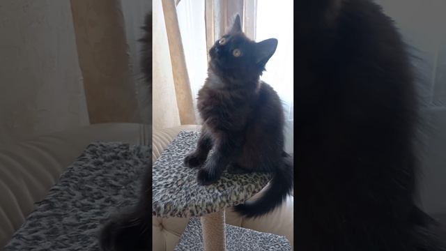 шотландский котёнок немножко просвечивающим рисунком полосок чёрный на чёрном смотреть онлайн