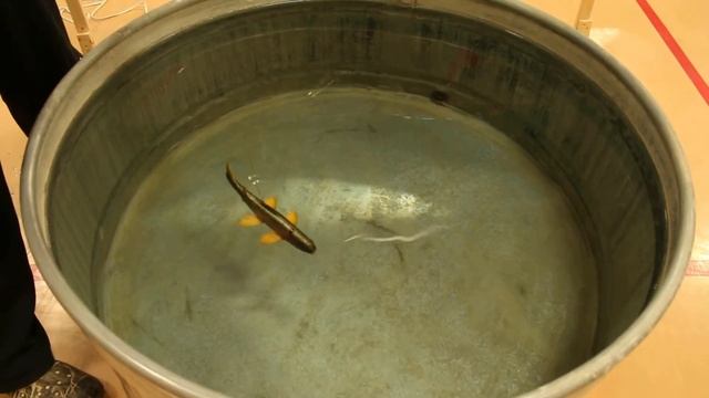 Laska's Decoys Perham Nationals Pre Swim Westlope Cutthroat Trout смотреть онлайн