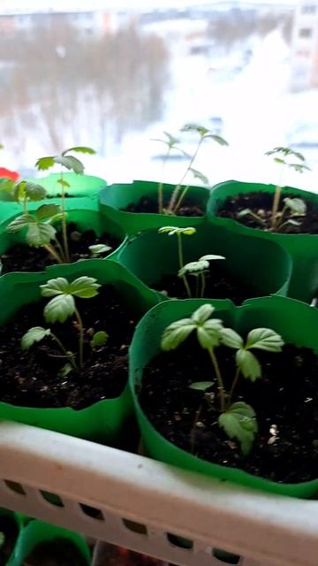 "от клумбы к грядке" говорили друзья - "нет", отвечала я))) накаркали!!! смотреть онлайн