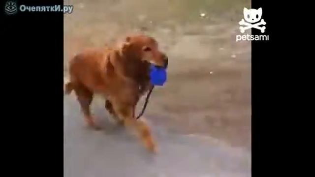 Сам себя выгуливает смотреть онлайн