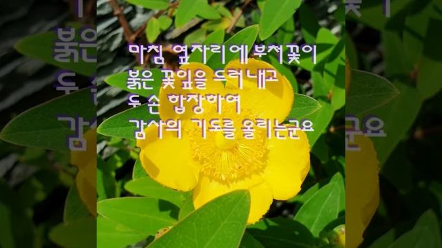 금사매의 변치않는 사랑 смотреть онлайн