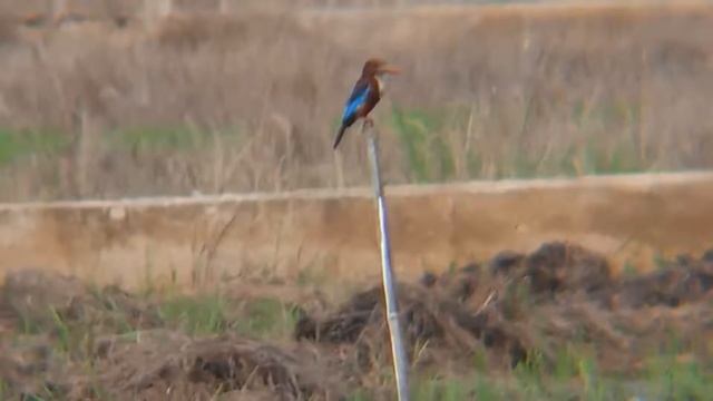 kingfisher radar technique before ambushing prey смотреть онлайн