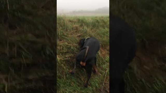 Охота на мышей смотреть онлайн