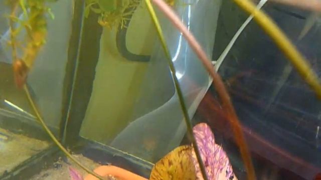 Nymphaea Lotus Zenkeri смотреть онлайн