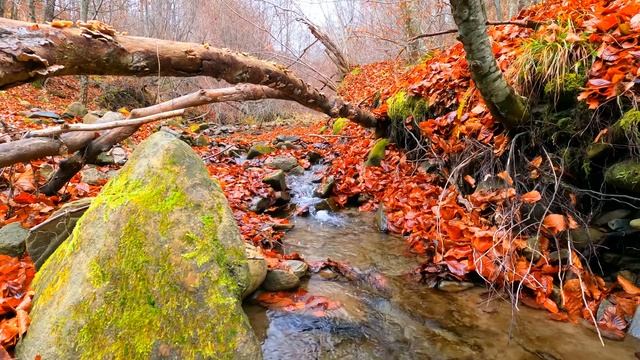 Прогулка по осеннему лесу! Звуки воды! Красиво! смотреть онлайн