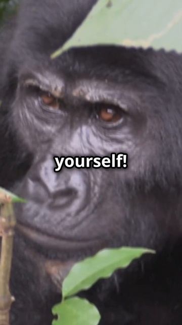 Mind Blowing Facts About Apes! смотреть онлайн