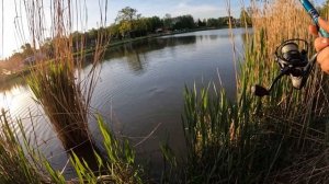 Рыбалка на карпа весной . Ловля карпа в камыше