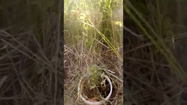 Аут гроф в Сибири