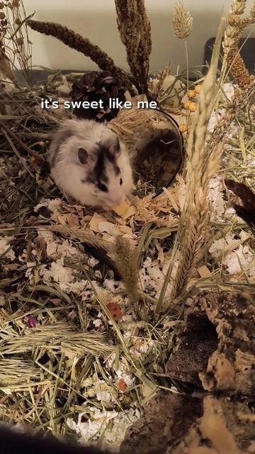 My Hamster Rates Different Foods Pt. 9 - apple 🐹🍎 смотреть онлайн