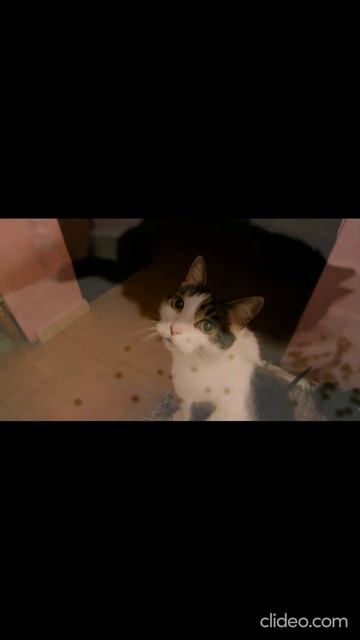 2016. Кошки Лаки и Китти. 2/ Lucky and Kitty смотреть онлайн