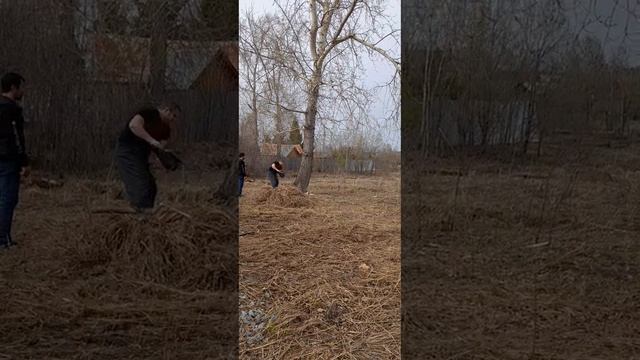 ПАДЕНИЕ ОГОРОМНОГО ТОПОЛЯ смотреть онлайн