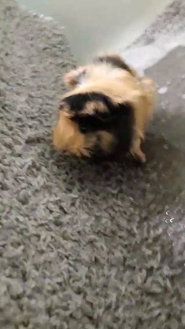 Эмма 8 🐾🐾Морская свинка guinea pig смотреть онлайн