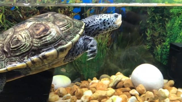 Tortoises, Terrapins, & Sea Turtles смотреть онлайн