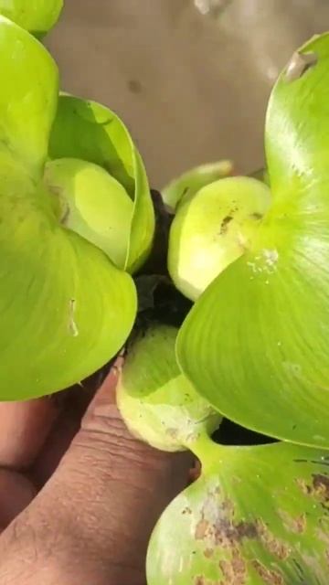 Offset Water hyacinth II Jalkumbhi смотреть онлайн