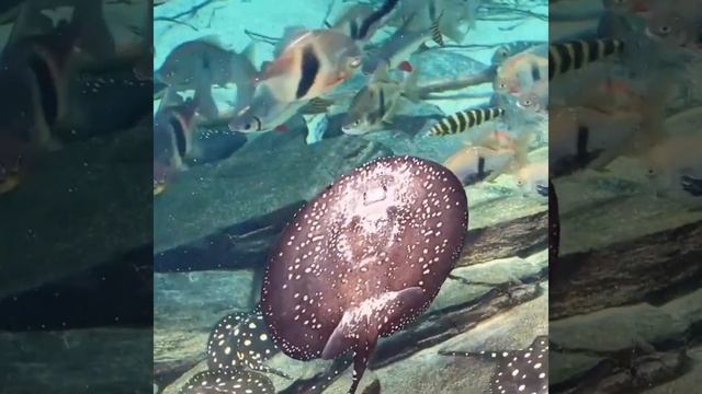 Freshwater Stingray Lunch #stingray #aquarium #fishtank #aquascaping #aquariumfish #shorts