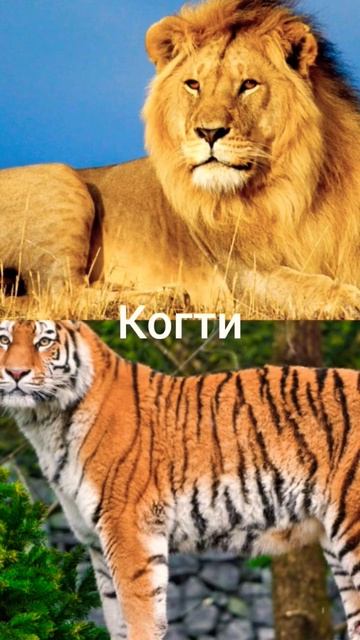 ЛЕВ vs тигр смотреть онлайн