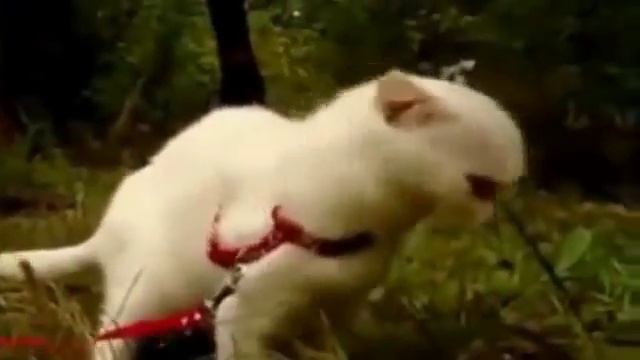 СМЕШНОЕ/ПРИКОЛЫ - КОТ СВЕРЛИТ ВЗГЛЯДОМ смотреть онлайн