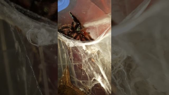 Caribena versicolor (ex. Avicularia versicolor ) mating смотреть онлайн