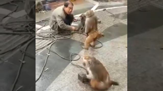 Человек против обезьяны 😁 смотреть онлайн