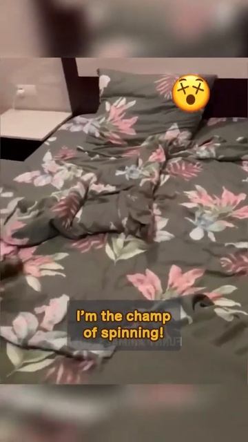House of Animal Champions! Funniest Animals Shorts 😂 - Best Cats😹 & Dogs🐶 2023!#88 смотреть онлайн