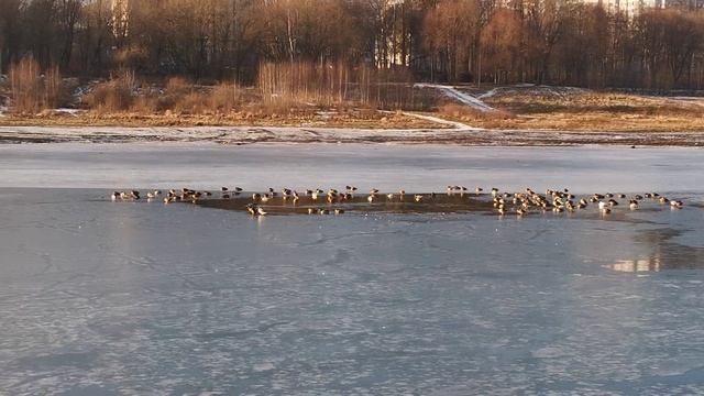 Утки в полынье на озере Борисоглебском в Раменском