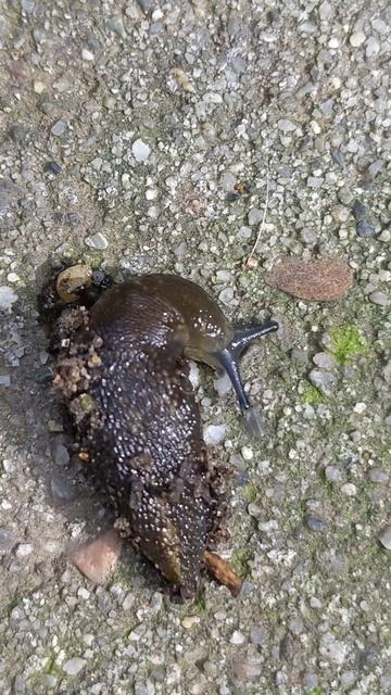 Backyard animal - Slug смотреть онлайн
