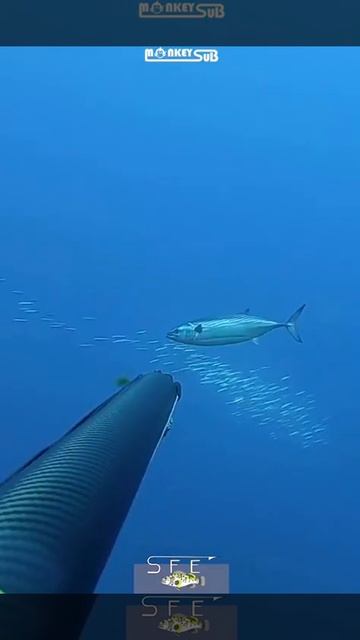 🐟🎶 Mix fishing shooting🎶🐟. #shorts#fishing#barracuda смотреть онлайн
