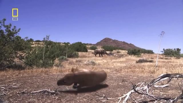 Prehistoric Predators - Documentary Compilation смотреть онлайн