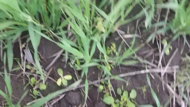 Ячмень на 21.05.2019 смотреть онлайн