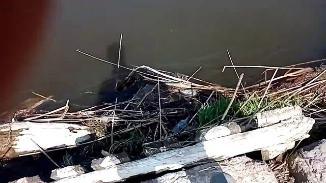 Показ моста вода упала смотреть онлайн