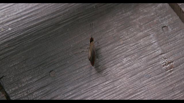 Transferring a Butterfly to Your Finger смотреть онлайн