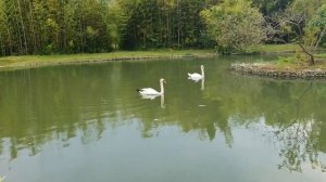 Учим животных - Утки, гуси, Слоны, Обезьяны, Крабы, Коровы, Лошади, Собаки, Зебры