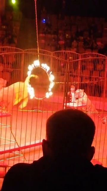 Львы прыгают через огненное кольцо смотреть онлайн