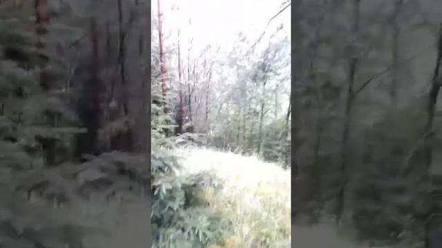 Лес любит тишину! смотреть онлайн