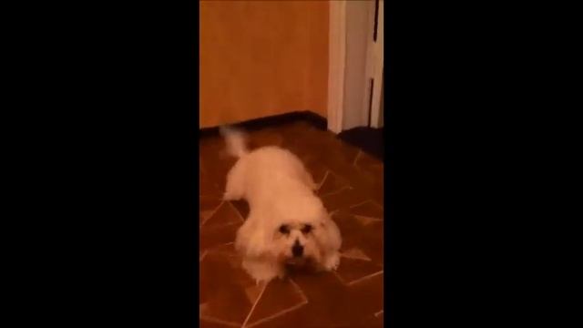 Мальтийская болонка Джессика возмущается \ maltese cut up rough смотреть онлайн