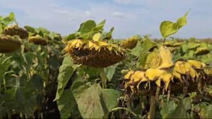 Гибрид подсолнечника компании Завагро Нефть