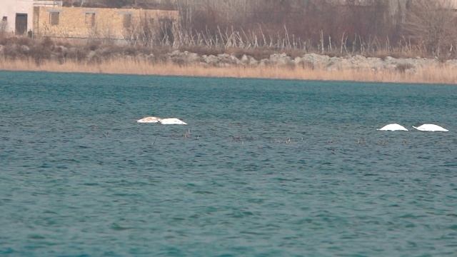 ХОРАЗМ ТАБИАТИГА ОҚ ҚУШЛАР ҚАЙТДИ! смотреть онлайн