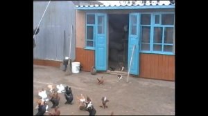 СТАТНЫЕ   ГОЛУБИ