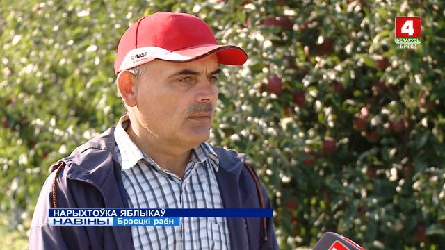 НАРЫХТОЎКА ЯБЛЫКАЎ (Відэа) смотреть онлайн