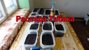 Табаководство: Рассада - Полив - Подкормка, как, зачем и почему.