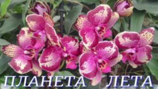 №1036/ СВЕЖАЯ поставка ОРХИДЕЙ к 8 МАРТА в ПЛАНЕТА ЛЕТА смотреть онлайн