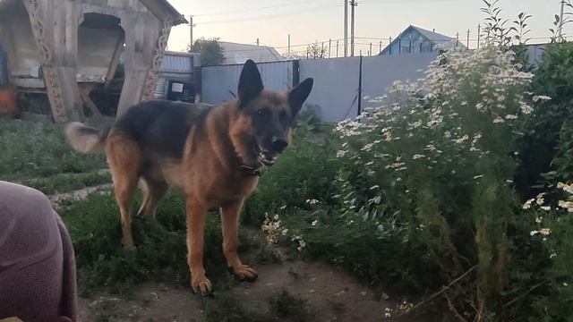 НЕМЕЦКАЯ ОВЧАРКА / БАТУ ВЫРАЖАЕТ НЕДОВОЛЬСТВО смотреть онлайн