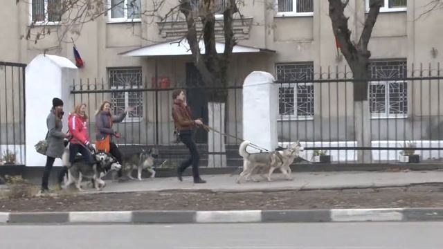 Хаски в городе