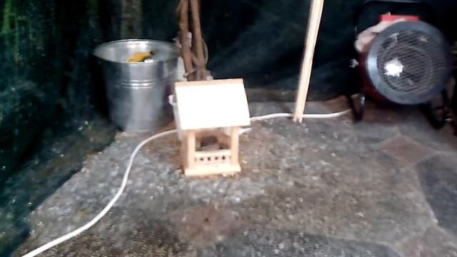 Амадины кушают / Finches eat смотреть онлайн