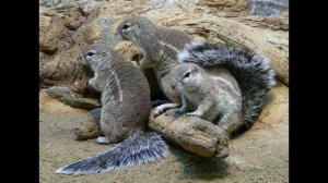 Капская земляная белка