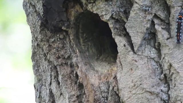 Птенец дятла смотреть онлайн