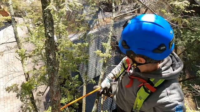 High Sketch Factor - Solo Tree Work from Climbing to Cleanup смотреть онлайн