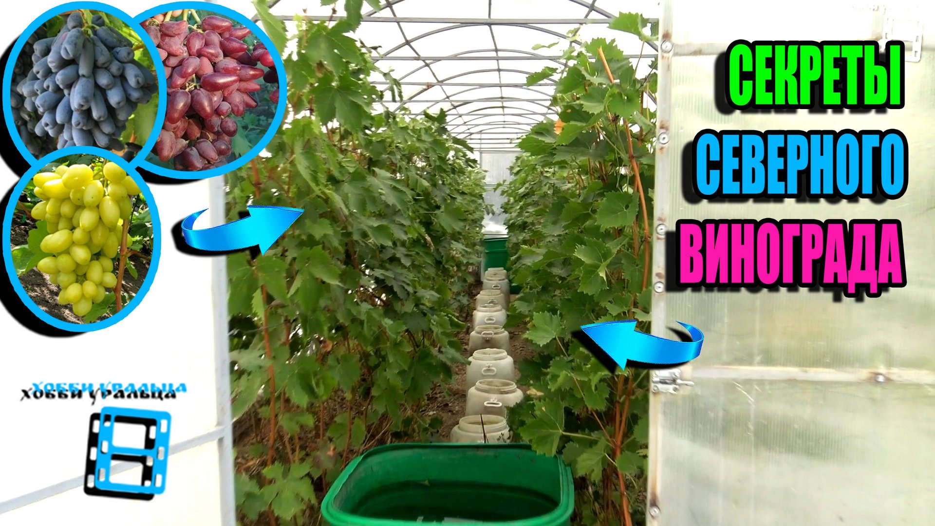 ТОП 5 СЕКРЕТОВ ДЛЯ УСПЕШНОГО ВЫРАЩИВАНИЯ ВИНОГРАДА В ТЕПЛИЦЕ. СЕВЕРНЫЙ ВИНОГРАДНИК 24-37 смотреть онлайн