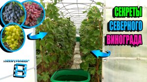 ТОП 5 СЕКРЕТОВ ДЛЯ УСПЕШНОГО ВЫРАЩИВАНИЯ ВИНОГРАДА В ТЕПЛИЦЕ. СЕВЕРНЫЙ ВИНОГРАДНИК 24-37